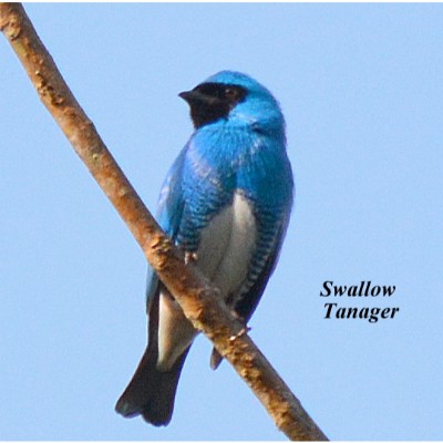 Swallow Tanager